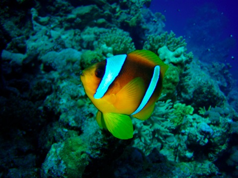 Clown Fish, Sharm el Sheikh
